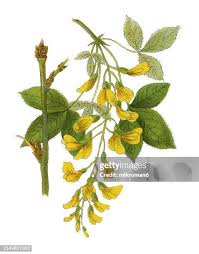 Image result for Laburnum