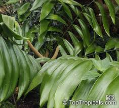 Image result for Tinnea zambesiaca