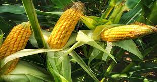 In a year maize crop requires at least 50 to 90 cm of rainfall. Weed Control In Maize Crop For Increasing Yield E Agriculture Service For Farmers Bakhabar Kissan
