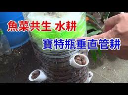 有為農園魚菜共生有含過濾罐的寶特瓶垂直管耕水耕的製作方法 youtube coffee cans youtube drinks