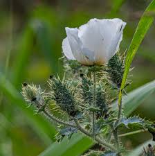 Image result for Argemone