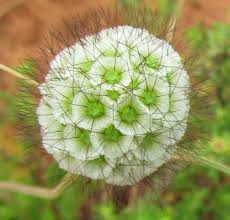 Image result for Scabiosa drakensbergensis