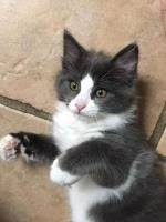 Maine coons can spend hours chasing after a butterfly, while the persian cats will start the chase but give up a few minutes later. Maine Coon Mix