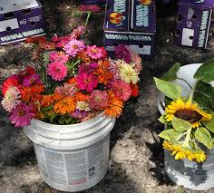 Other flowers like gardenias, jasmine and wisteria can occasionally be spotted throughout residential areas. Forsyth Farmers Market Savannah Vanishing Coastal Georgia Photographs By Brian Brown
