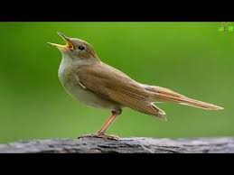 Cok Tatli Bulbul Sesi Kus Sesi Nightingale Birds Singing Birdsongs Dinlendirici Rahatlatici Muzik Youtube Nightingale Bird Animals Bird