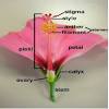 Hummingbirds are also pollinators for the. 1