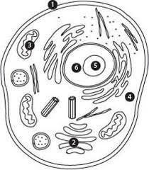 Maybe you would like to learn more about one of these? The Diagram Below Shows The Structure Of An Animal Cell Which Number Label Represents The Brainly Com