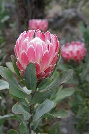 Pin On Protea