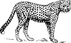 Printable cheetah coloring pages is a coloring page which has cheetah as the characters inside the sheets. Cheetah Coloring Pages Papapishu Cheetah Bpng Printable Coloring4free Coloring4free Com
