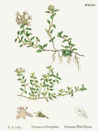 Image result for Achyrospermum laterale