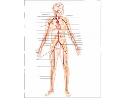 Blood vessels are often named after either the region of the body through which. Major Arteries Of The Systemic Circulation Quiz