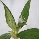 Image result for Spermacoce princeae