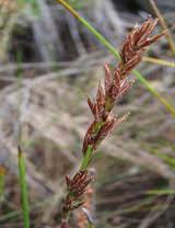 Image result for Schoenus