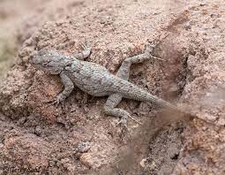 Maybe you would like to learn more about one of these? Clark S Spiny Lizard Photos Photographs Pictures