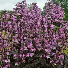 Huge sale on penstemon plant now on. Penstemon Hybrid Midnight Masquerade Midnight Masquerade Beardtongue From Prides Corner Farms