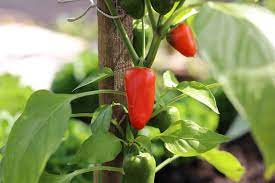 Außerdem sollte eine beregnung nur in den frühen wachstumsphasen der pflanzen vorgenommen werden. Paprika Im Gewachshaus Anbauen Krankheiten Und Haufige Probleme Selbstversorger De