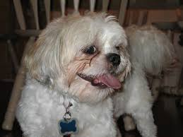 They have a soft and long double coat. Grooming Your Shih Tzu Keeping Your Dog Clean Pethelpful By Fellow Animal Lovers And Experts