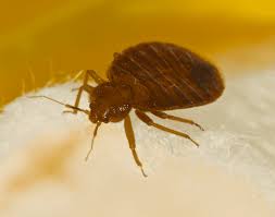 Filters are conveniently available to help you personalize your search to find a great rental in long island. Insects Exterminators Suffolk County Ny Ecotech Pest Control Inc