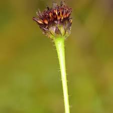 Image result for Buchnera leptostachya