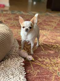 Pin On Best Chihuahua