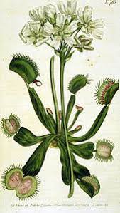 Browse 598 venus fly trap stock photos and images available, or search for venus fly trap isolated or venus fly trap plant to find more great stock photos and pictures. Venus Flytrap Wikipedia