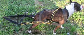 weight dog pulling harness for pitbull