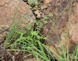 Image result for Euphorbia inaequilatera