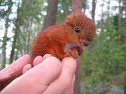 11 Adorable Baby Animals Mom Me Baby Squirrel Cute Animals Cute Baby Animals