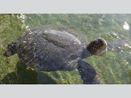 Florida Oceanographic Stuart Fl Sea Turtles All Things