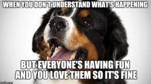 What Do Dogs Think About All Day Mad Paws Blog