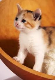 Baby Black And Orange Kitten What Is A Calico Cat With Pictures Calico Kitten Baby Cats Kittens Cutest