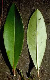 Image result for Lasianthus