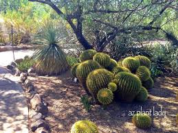 How do you tell one from the other? Golden Barrel Cacti So Many Uses Azplantlady Com