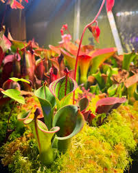 Image result for Hypertelis umbellata