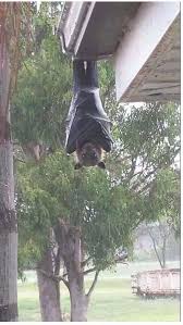 온두라스 피지컬 존나 좋더라 다들 근육몬들임. í•´ì—°ê°¤ ã…‡ã…Žã…ˆã…‡ ì™¸êµ­ ë°•ì¥ Vs íŽ„ëŸ­ ë°•ì¥ Jpg