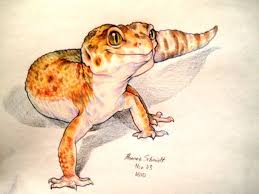 2,920 gecko clip art images on gograph. Leopard Gecko Sketch Leopard Gecko Animal Drawings Cute Gecko