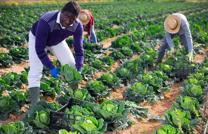 Major Challenges facing Agricultural sector in Kenya - Farmers Trend Ltd.