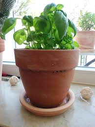 Proper watering is essential because it prevents soil. Help All My Indoor Plants Grow Mold In The Soil Or Pot After A While Indoorgarden