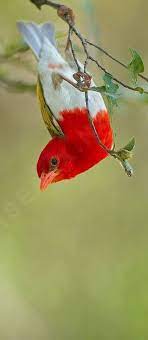 colorfulbirds hayvanlar rengarenk kuslar guzel kuslar