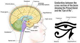 Sacred Science School - THE EYE OF HORUS AND THE PINEAL GLAND The Eye of  Horus, or the Eye of Ra, is regarded today as an Egyptian symbol of  protection, royal power