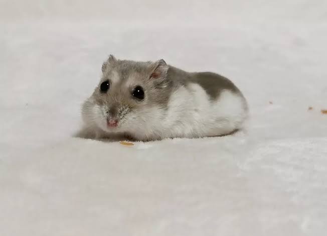 images?q=tbn:ANd9GcQyj2yrtUegA9lr2wJXV1wYluXy_2V9eII6_M_ykKwvAMoEPMzBDQAVnHc&s=10