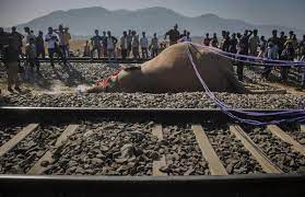 Train kills 2 elephants walking on track in northeast India | AP News