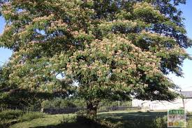 Glorious bronze purple, the finely cut foliage of albizia julibrissin 'summer chocolate' is accompanied by feathery purple and cream blooms. Planter Un Albizia Julibrissin Arbre A Soie Jardipartage