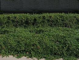 Une haie avec dix plants persistants pour se cacher du vis à vis. Cotoneaster Dammeri Cotoneaster Eichholz Pepiniere Lcf