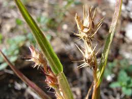 Image result for Cenchrus incertus