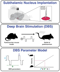 Monday ­ friday 7:00 a.m. Jci Multiple Stimulation Parameters Influence Efficacy Of Deep Brain Stimulation In Parkinsonian Mice