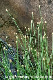Image result for Isolepis sp.no.1