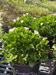 Image result for Falkia oblonga