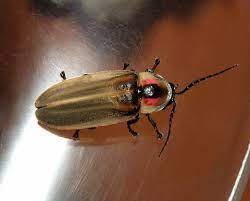 Male Costa Rican Firefly Fire Fly Or Lightning Bug Family Lampyridae Peeking Out From Under Its Pronotum Firefly Images Firefly Big Dipper