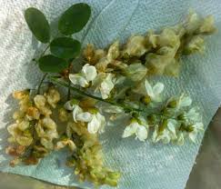 Check spelling or type a new query. Ricette Con I Fiori Fiori Di Acacia In Pastella O Frittelle Ehabitat It